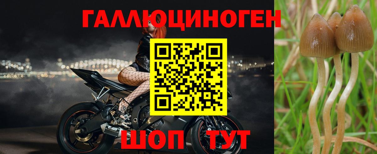 Кизляр  Псилоцибиновые грибы Psilocybine cubensis  Вход с VPN 